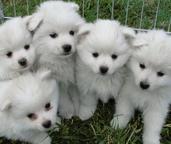 American Eskimo Puppies