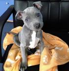 American Pit Bull Terrier
