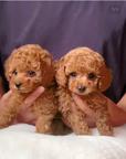 Toy Poodle Puppies