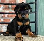 Doberman puppies