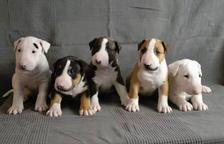 Bull Terrier Puppies