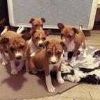 Basenji Puppies