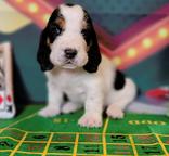 Basset Hound Puppies
