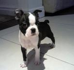 Boston Terrier puppies