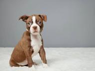 Boston Terrier puppies