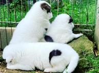 Canadian Eskimo Puppies