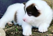 Canadian Eskimo Puppies