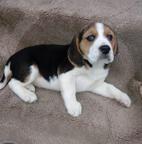 Beagle puppies