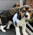 Beagle puppies