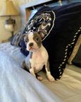 Boston Terrier For Adoption.