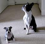 Boston Terrier For Adoption.