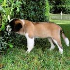 Saint Bernard Puppy For Adoption.