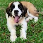 Saint Bernard Puppy For Adoption.