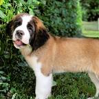 Saint Bernard Puppy For Adoption.
