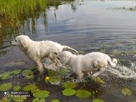 Panna na niedźwiedziu FCI