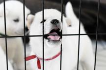 Kishu Inu puppies with PP FCI