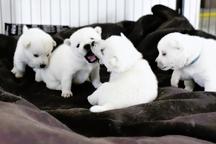 Kishu Inu puppies with PP FCI