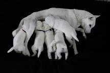 Kishu Inu puppies with PP FCI