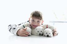 Kishu Inu puppies with PP FCI