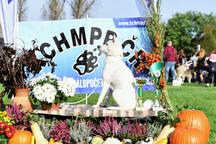 Bílý pes ze Strakonic