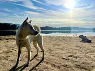 Bílý pes ze Strakonic