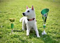 Bílý pes ze Strakonic