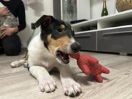 Collie Smooth / Kolie krátkosrstá - puppies for sale