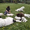 Profile photo of the user Panna na niedźwiedziu FCI