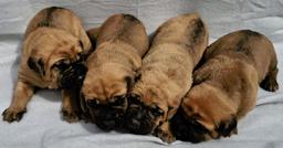 Tosa Inu Puppies for sale