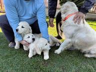 Two Exceptional Male Golden Retriever Puppies - Champion Bloodlines