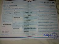 Two Exceptional Male Golden Retriever Puppies - Champion Bloodlines