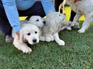 Two Exceptional Male Golden Retriever Puppies - Champion Bloodlines