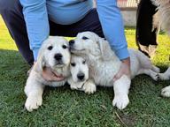 Two Exceptional Male Golden Retriever Puppies - Champion Bloodlines