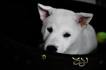 Kishu-Inu puppies with PP FCI