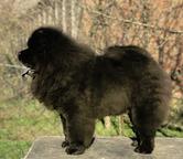 Chow Chow male puppy for sale