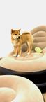Shiba Inu 1 male & 1 female