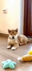 Shiba Inu 1 male & 1 female