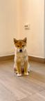 Shiba Inu 1 male & 1 female