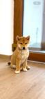 Shiba Inu 1 male & 1 female