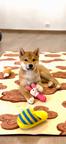Shiba Inu 1 male & 1 female