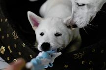 Kishu Inu puppy with PP FCI