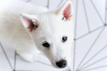 Kishu Inu puppy with PP FCI