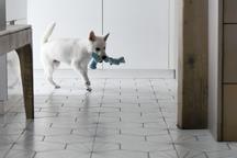 Kishu Inu puppy with PP FCI