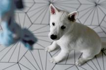 Kishu Inu puppy with PP FCI