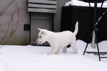 Kishu Inu puppy with PP FCI