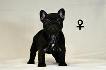 French bulldog puppies FCI