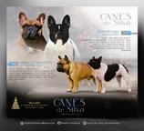 French bulldog puppies FCI