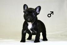 French bulldog puppies FCI
