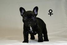French bulldog puppies FCI