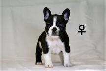 French bulldog puppies FCI